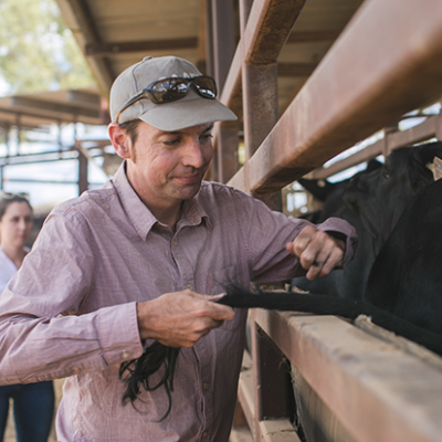 A man pulling hair from the tail of a cow